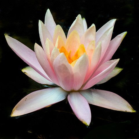 Photo by Lily On Black