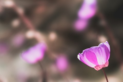 Photo by DoctorKajita