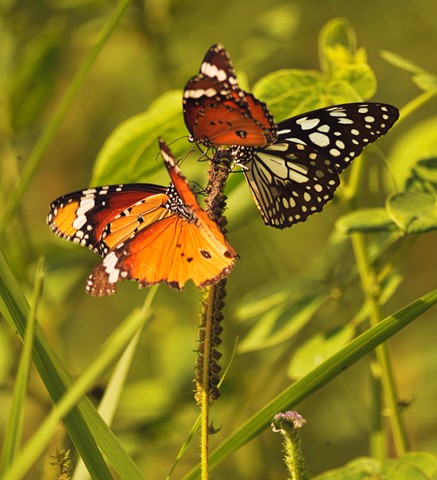 Photo by Bhimaprasad Maiti