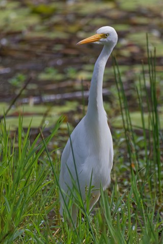Photo by through the reeds