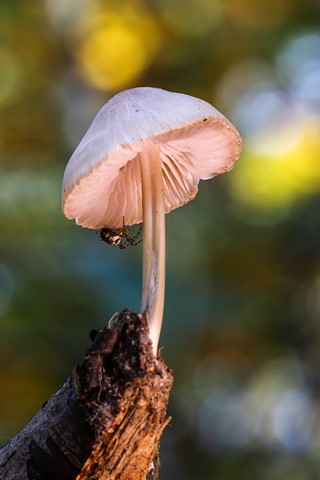 Photo by Hobbyfotograaf