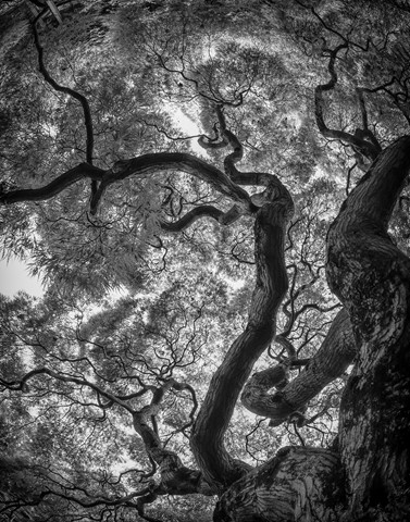 Photo by Japanese Cutleaf Maple
