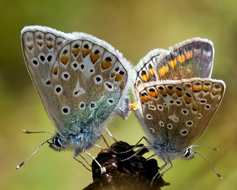 Photo by Common Blue Butterflies