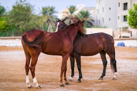 Photo by Heshamenco1968