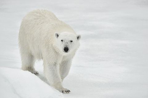 Photo by svalbard polar bear on ice floe