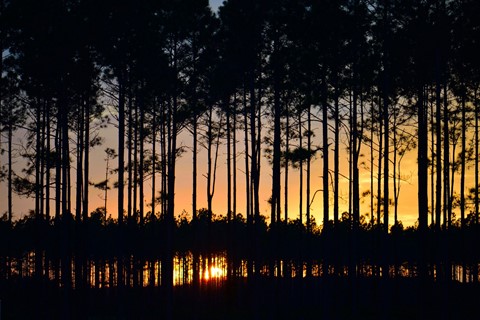 Photo by Sunset Through The Pines