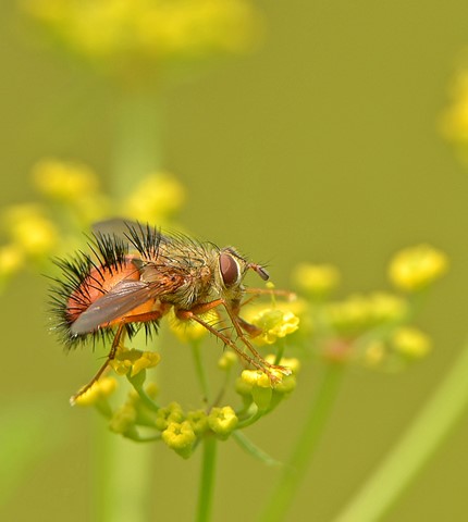 Photo by BEE-LIKE TACHINID FLY