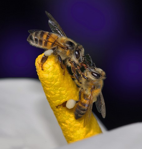 Photo by George Veltchev