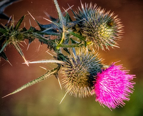 Photo by DeanWGinther