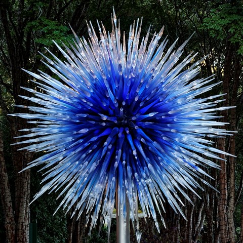 Photo by Chihuly Sapphire Star
