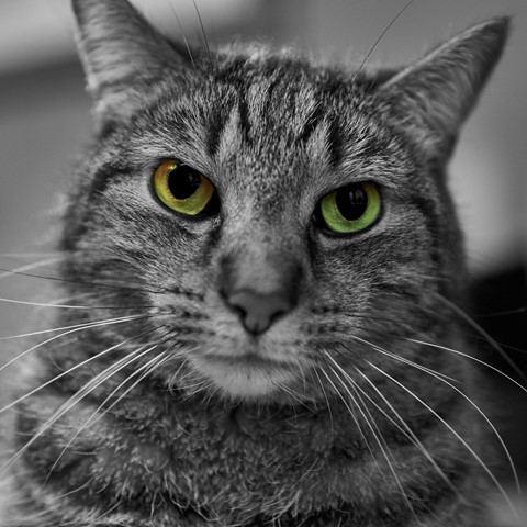 Photo by Chicken Butt