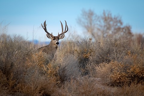 Photo by FrankHatcher