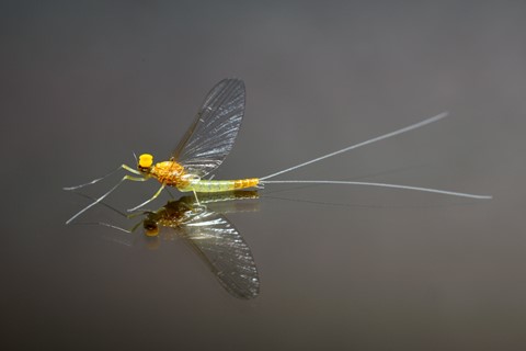 Photo by patrick daniels