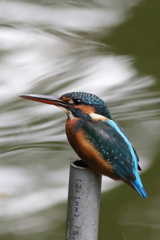 Photo by searching_eyes