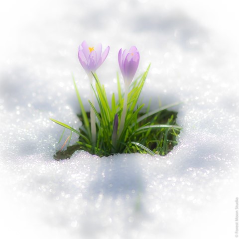 Photo by Dutch Newchurch