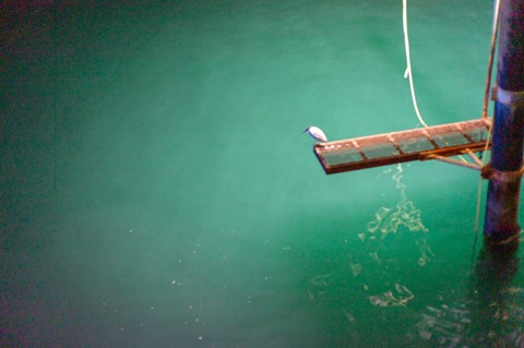 Photo by sergiodaguru