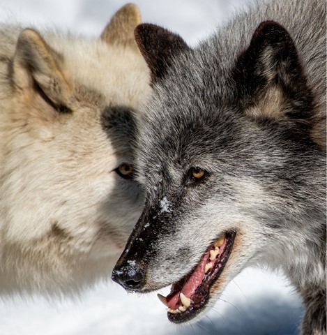 Photo by Marianne_Barnett