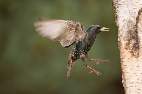 Photo by Thierry Delozier