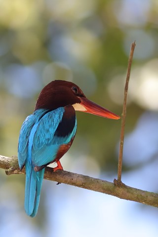 Photo by searching_eyes