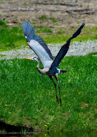 Photo by Blue Heron take off