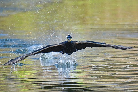 Photo by Joao Vieira