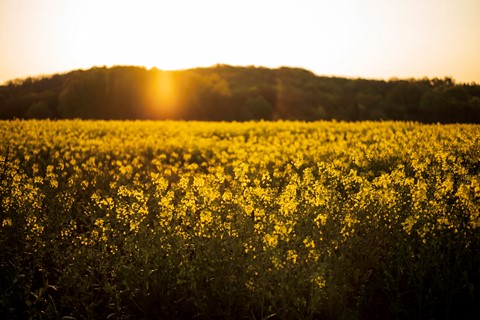 Photo by Imo Pectore