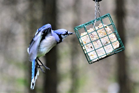 Photo by User5717333393