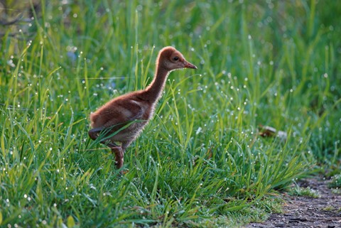 Photo by Cute little baby crane