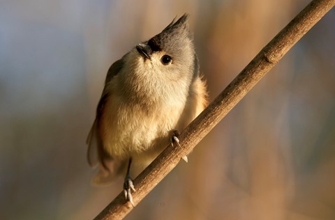 Photo by stadlereric