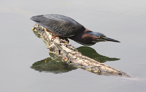 Photo by Larry Bauer