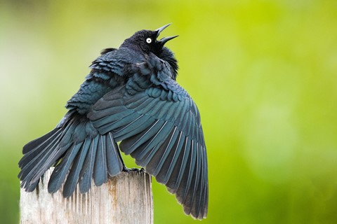 Photo by evanrassbcglobalnet