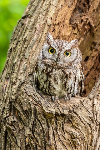 Photo by Jerry-astro