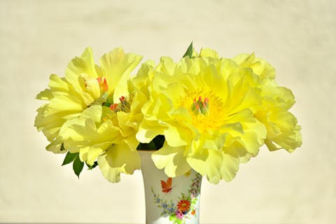 Photo by Ottmar_Jaenicke