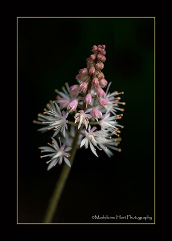 Photo by Madeleine Hart