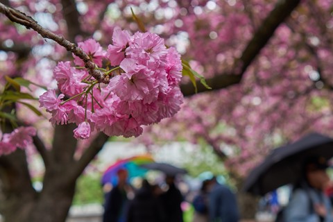 Photo by BrentSchumer