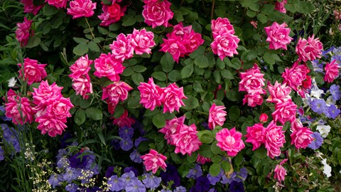 Photo by Georgia to Japan