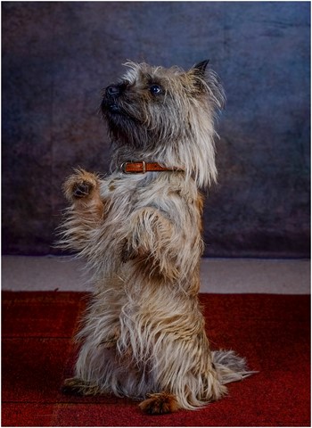 Photo by Whisky the Cairn