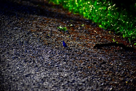 Photo by Indigo Bunting
