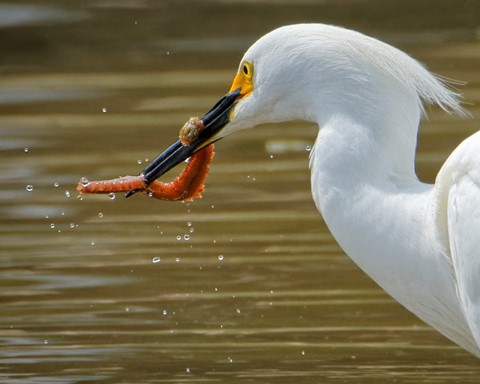 Photo by Snowy Egret Catching a Bloodworm