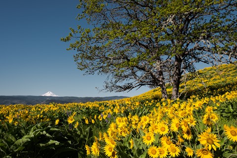 Photo by Joseph K Boston