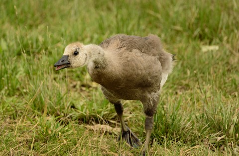 Photo by ShastinaTom