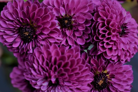 Photo by Fading Purple