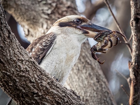 Photo by Kooking the crab