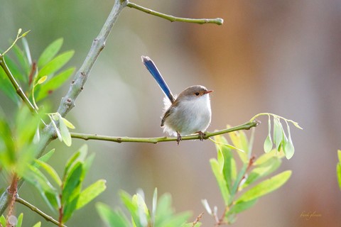 Photo by Frank Gleeson