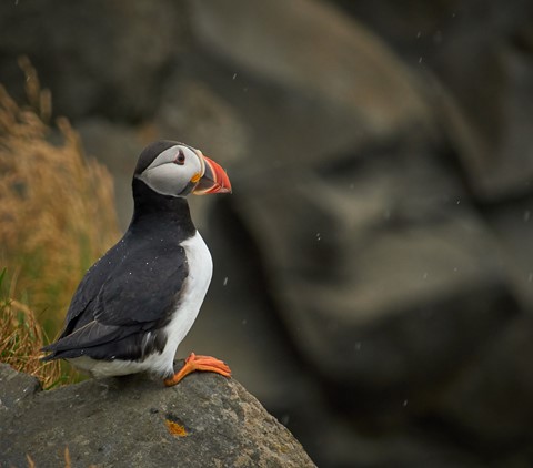 Photo by BrentSchumer