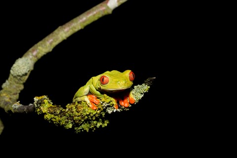 Photo by tree frog