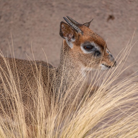 Photo by small antelope