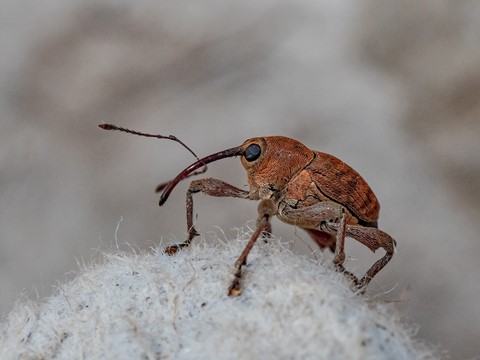 Photo by Trevor Carpenter