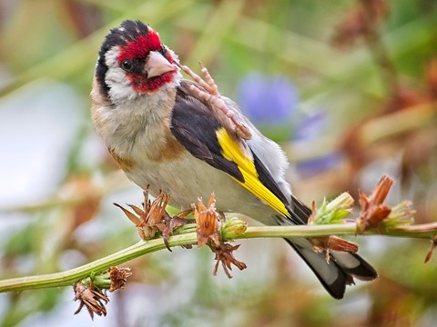 Photo by Holger Bargen