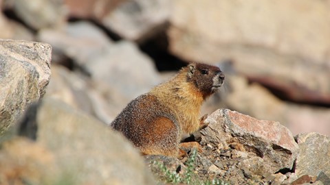 Photo by Denver Dave